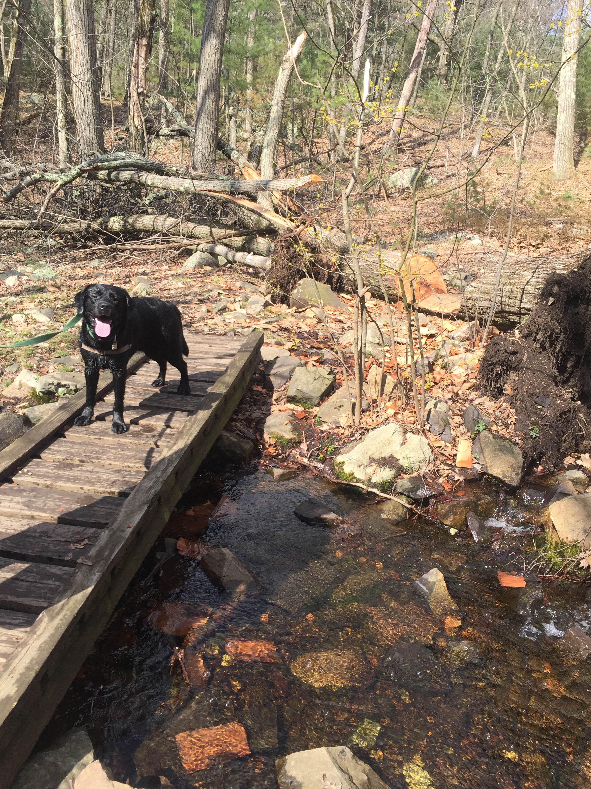 Rufus Bridge Hike.JPG